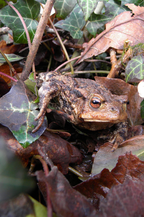 Common toad -  Laura Palmer
