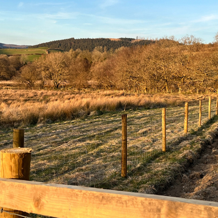 National Forest for Wales Landscape Scheme