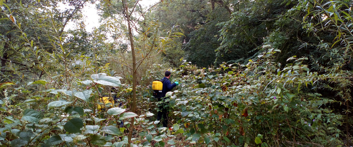 Japanese knotweed control along the River Usk