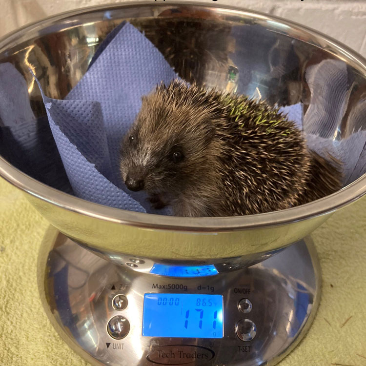 Orphaned Hoglet Lime in rescue, before successful release back to wild via supportive garden in July 2021