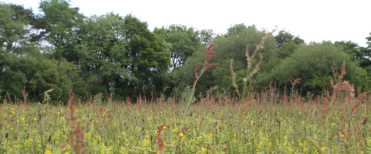 Yellow rattle and sorrell meadow