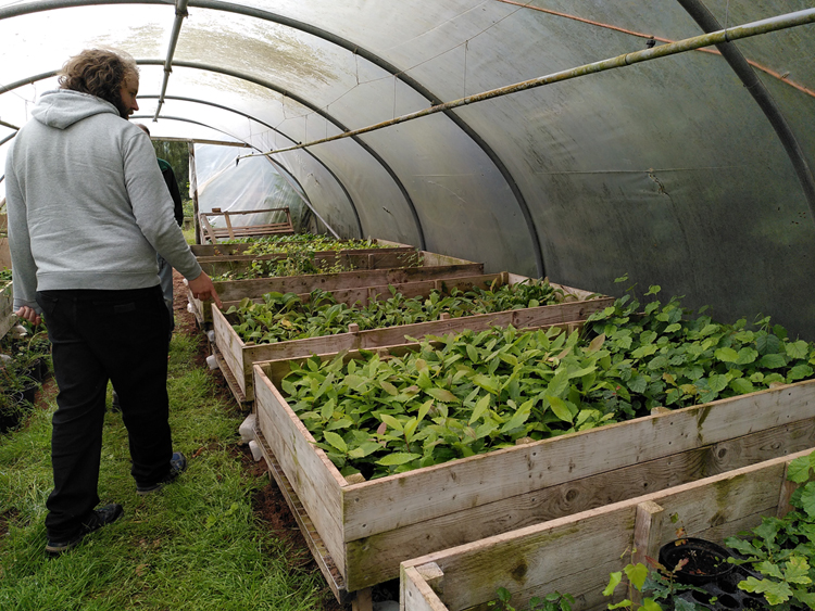 Denbighshire LNP Coordinator Joel inspects plants being grown from local seed at Bodfari Woodland Skills Centre – soon to be grown in their new tree nursery.