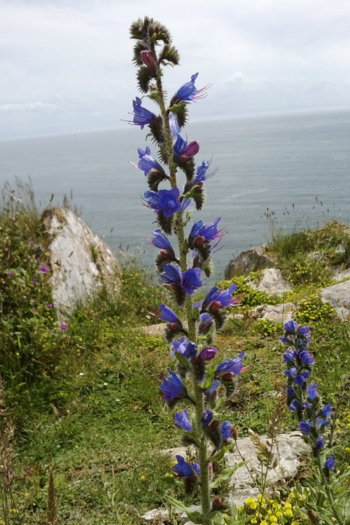 Vipers Bugloss popping up in Pwlldu Cliffs LNR