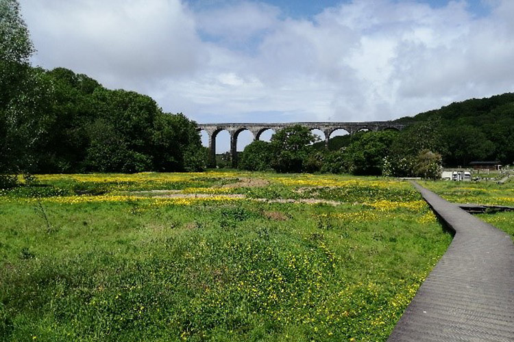 Llwybrau bordiau plastig newydd wedi’u hailgylchu sy’n darparu mynediad drwy’r ardal sydd wedi’i ddad-ddofi